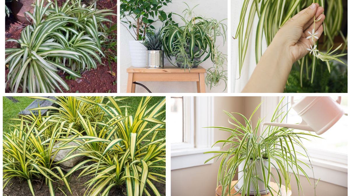 Propagating Spider Plants to Expand Your Indoor Garden