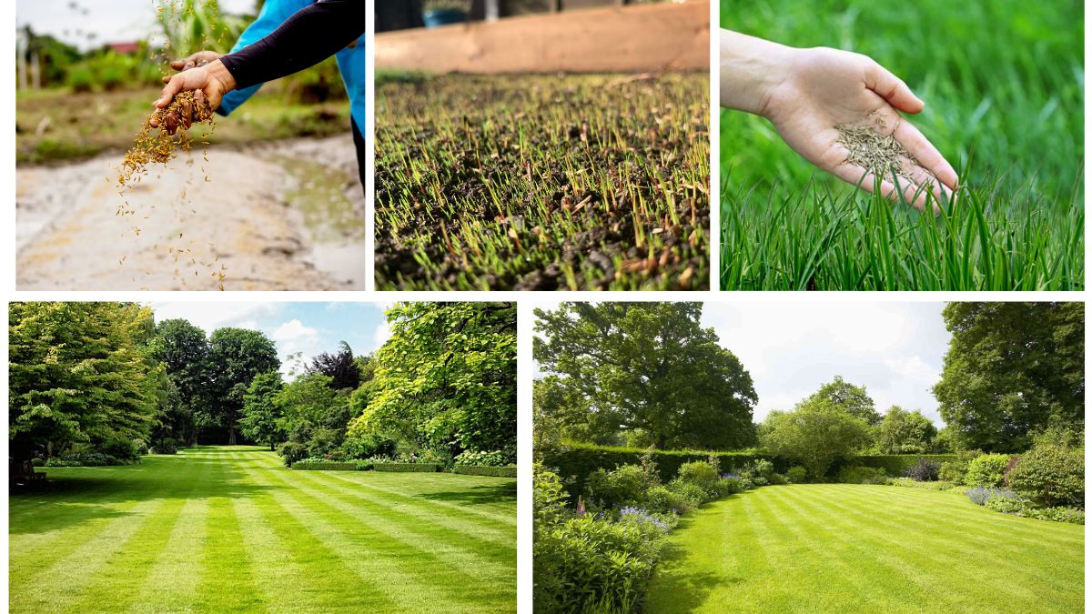 Complete Guide to Growing Grass Seed for a Lush Lawn