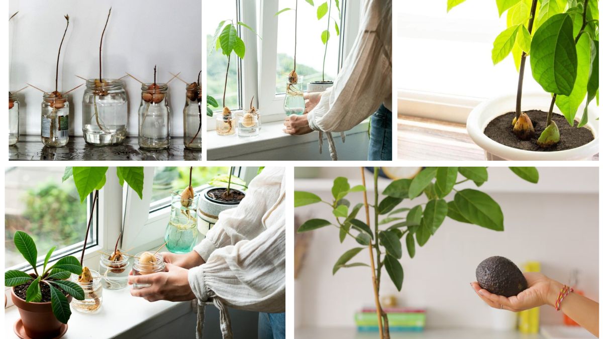 Beginner’s Guide to Growing Avocado Plants from Seeds