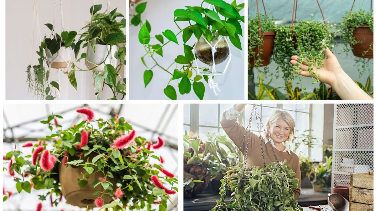 5 Hanging Plants That Instantly Beautify Indoor Spaces