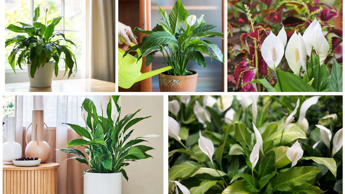How to Care for Peace Lilies and Keep Them Blooming Indoors