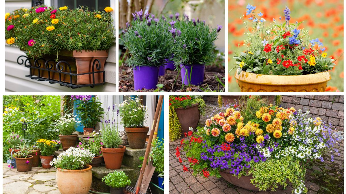 5 Pollinator-Friendly Container Plants for Every Gardener