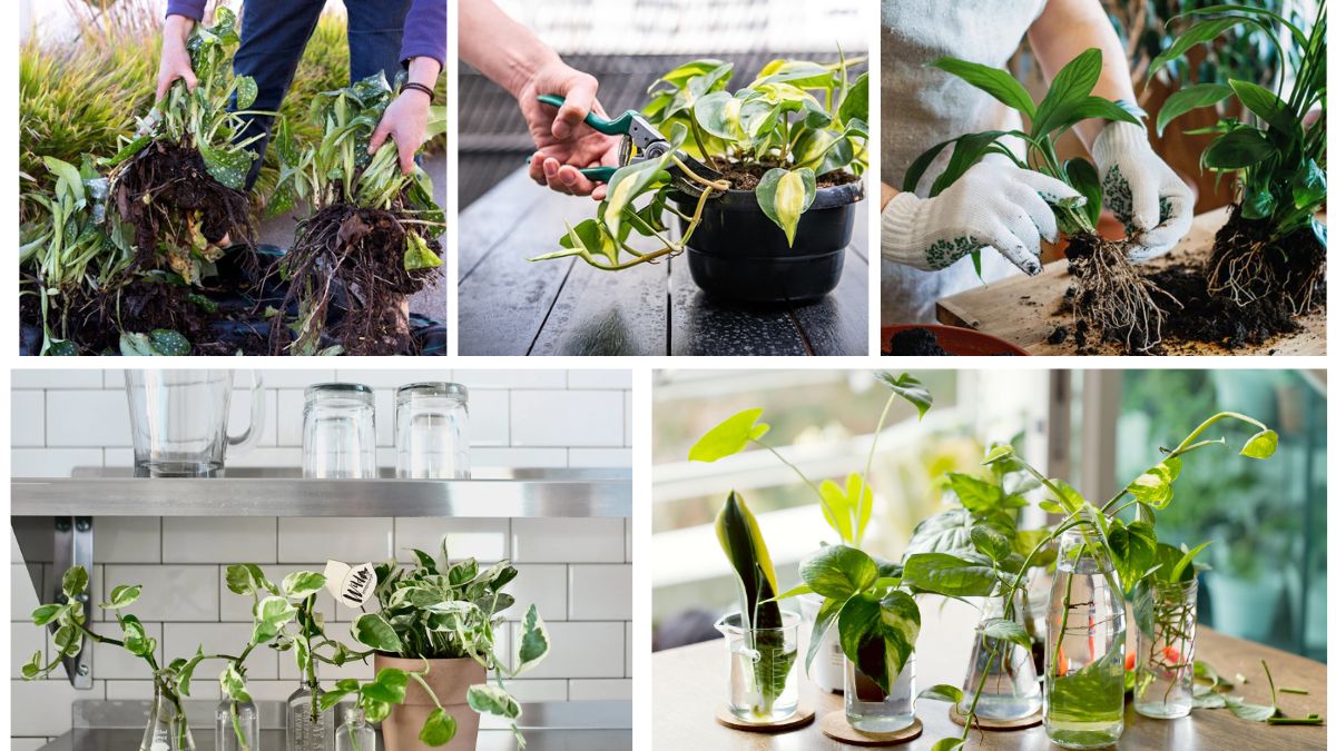Easy Guide to Propagating Plants for Your Home Garden
