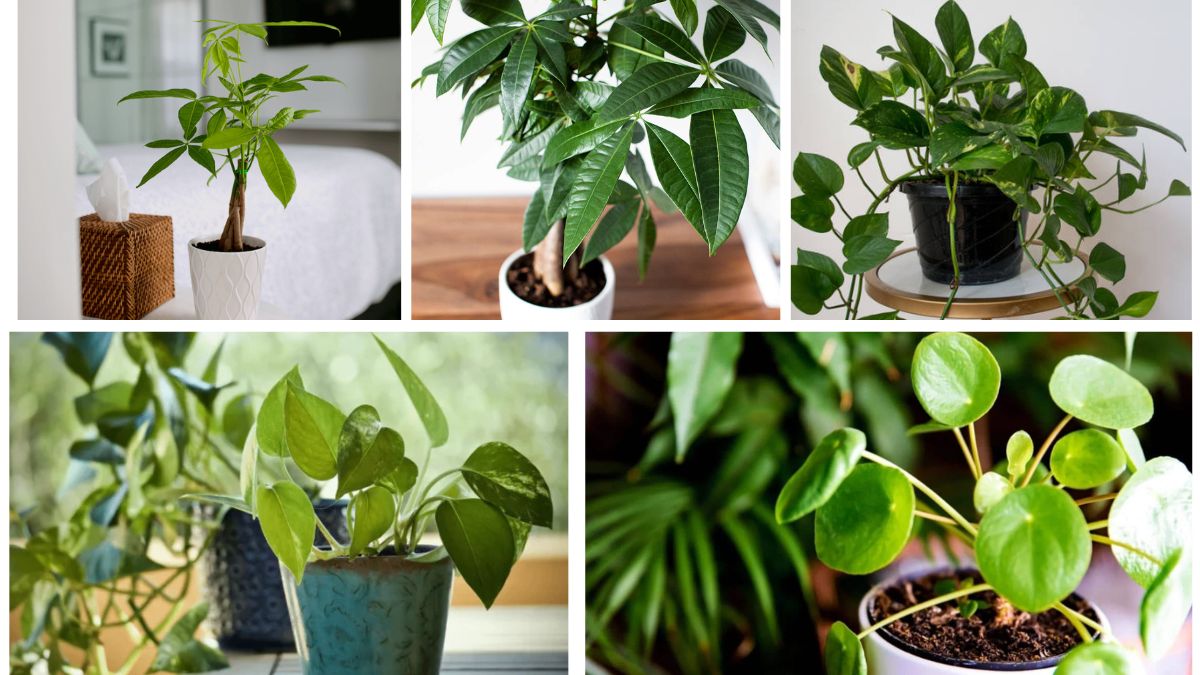 How to Take Care of a Money Plant and Keep It Thriving