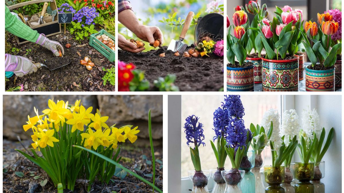 Step-by-Step Guide to Planting Flower Bulbs