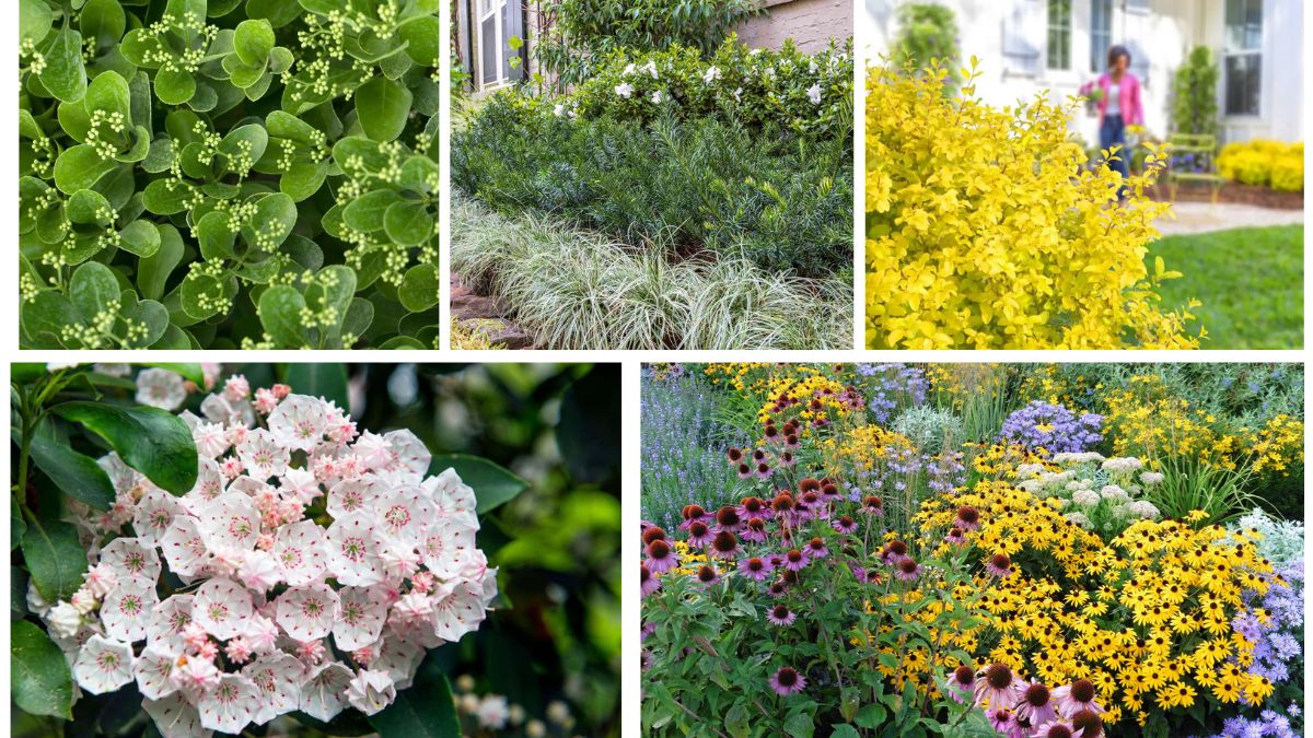 5 Dwarf Shrubs That Love the Sun and Brighten Borders