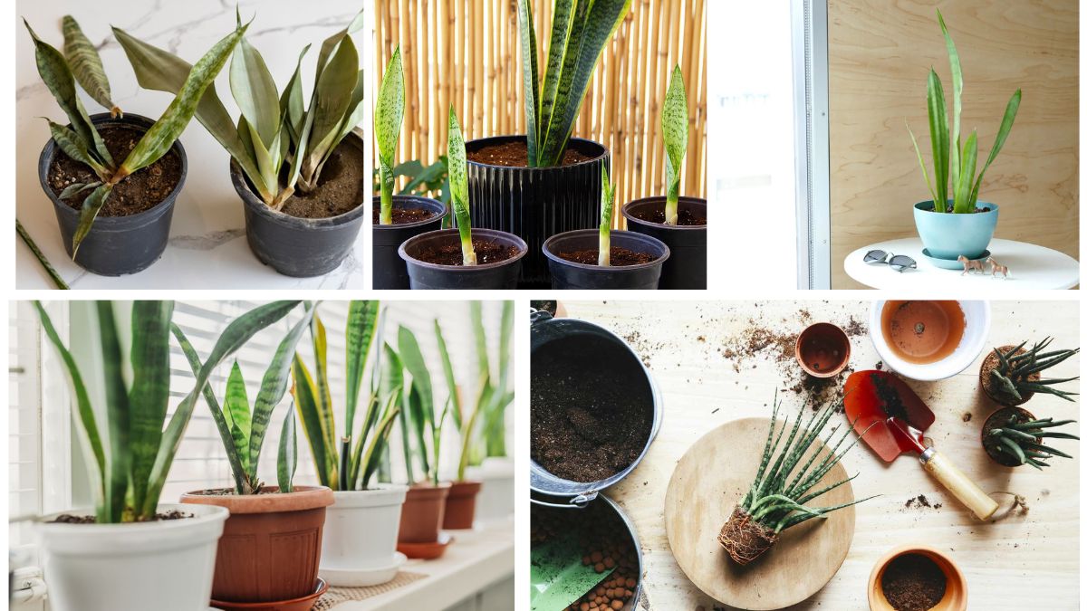 How to Repot Snake Plants Without Root Damage