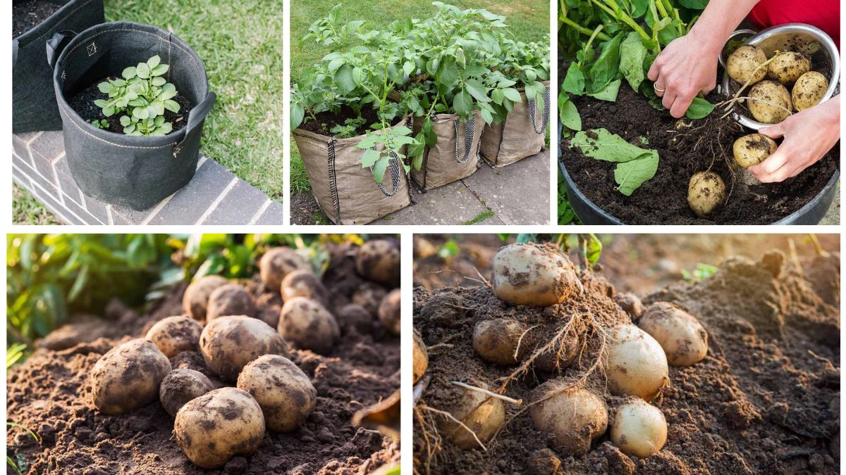 Growing Potatoes in Containers: A Simple Home Guide