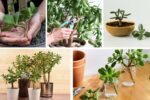 How to Grow Jade Cuttings for Lucky Indoor Plants