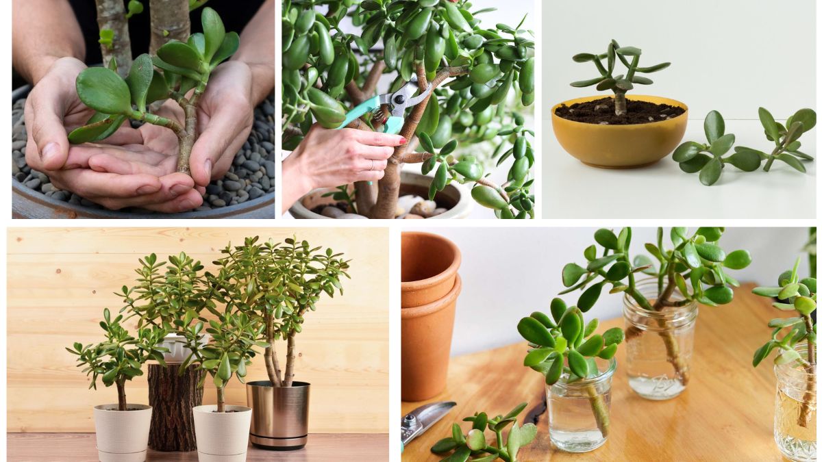 How to Grow Jade Cuttings for Lucky Indoor Plants
