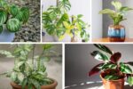 5 Unique Variegated Plants to Add Character to Your Home