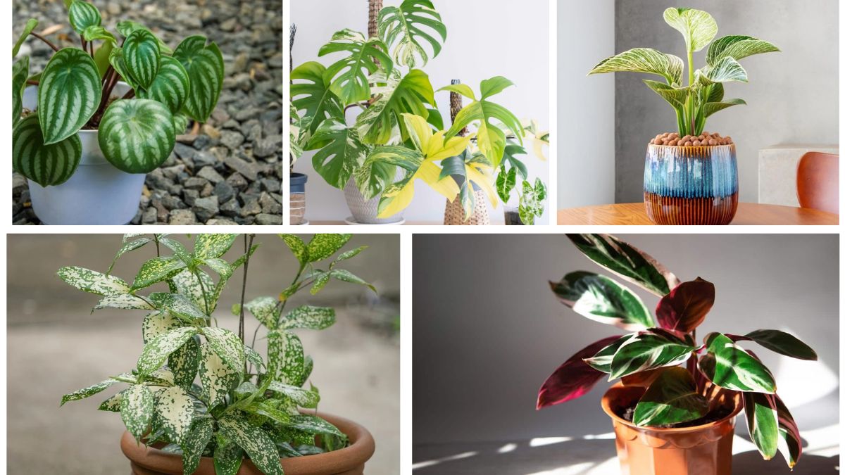 5 Unique Variegated Plants to Add Character to Your Home
