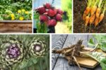 5 Edible Root Plants That Beautify and Feed Your Garden