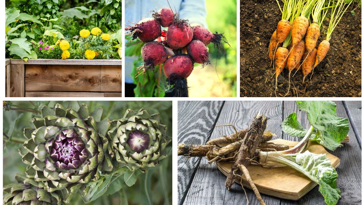 5 Edible Root Plants That Beautify and Feed Your Garden