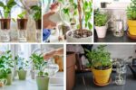 Watering Tips for Healthy Plants While You’re Away