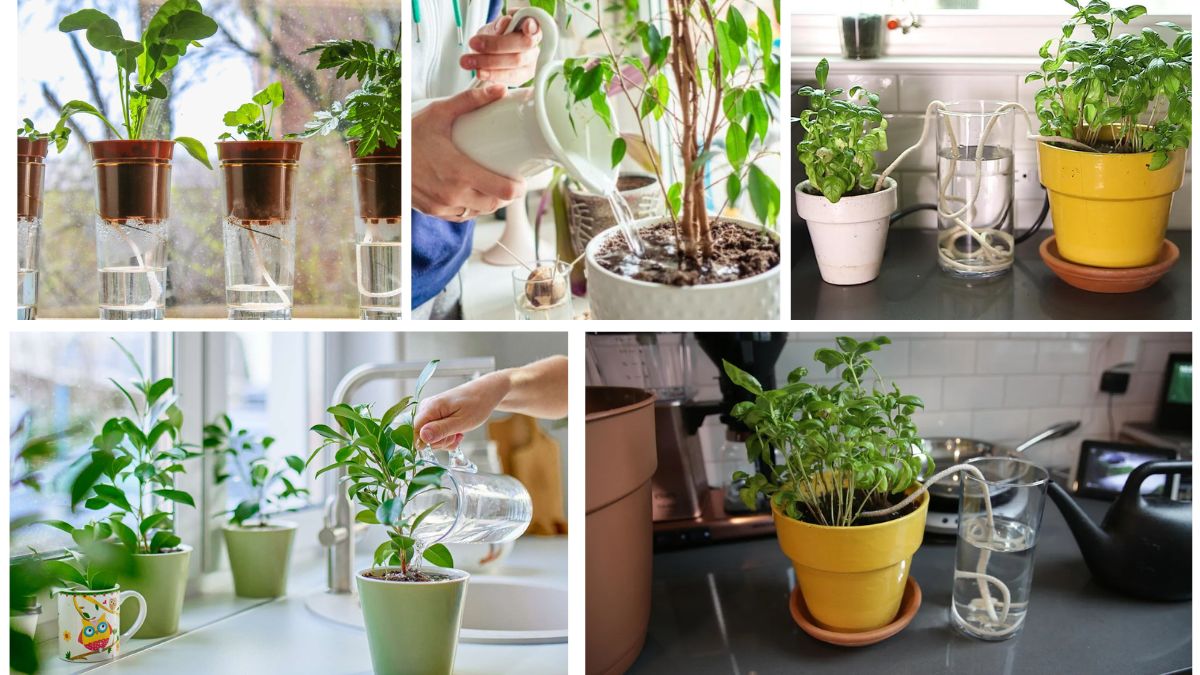 Watering Tips for Healthy Plants While You’re Away