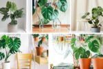 Beginner’s Guide to Monstera Plant Care