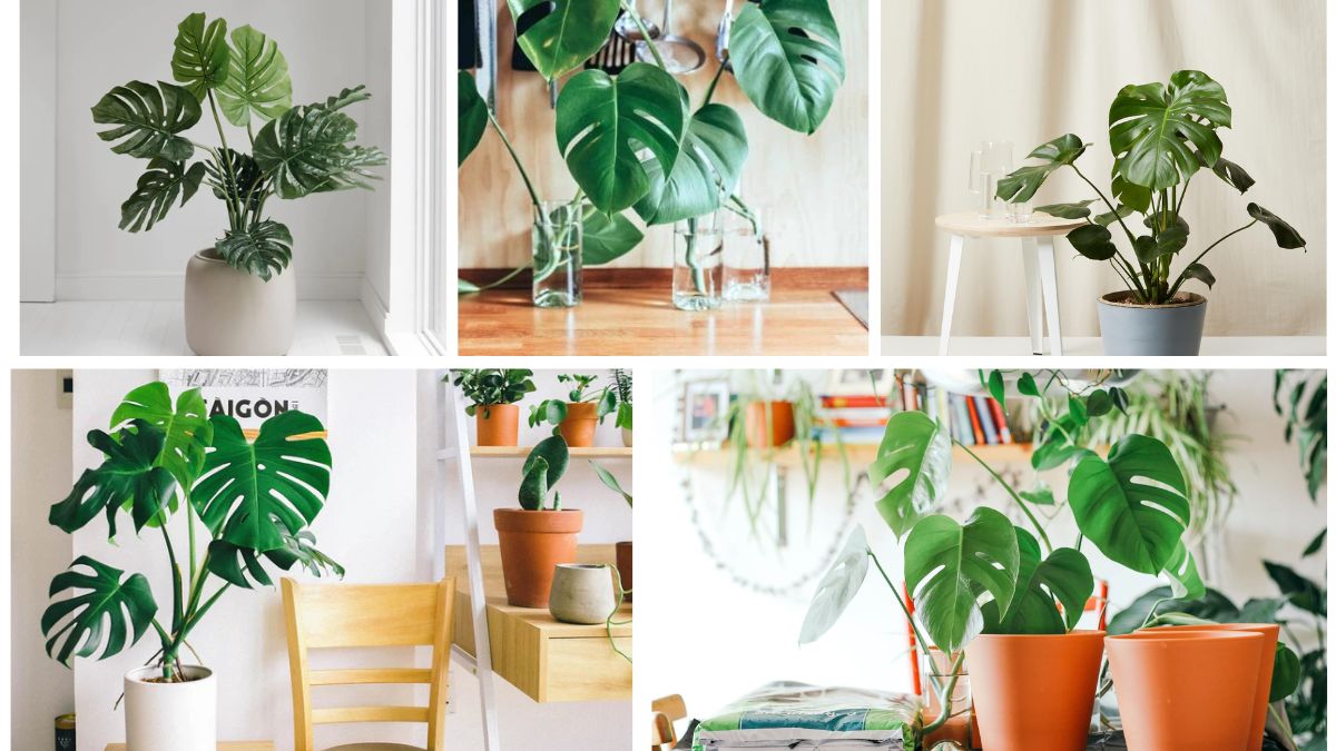 Beginner’s Guide to Monstera Plant Care