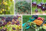 5 Unusual Shrubs That Grow Edible Fruits