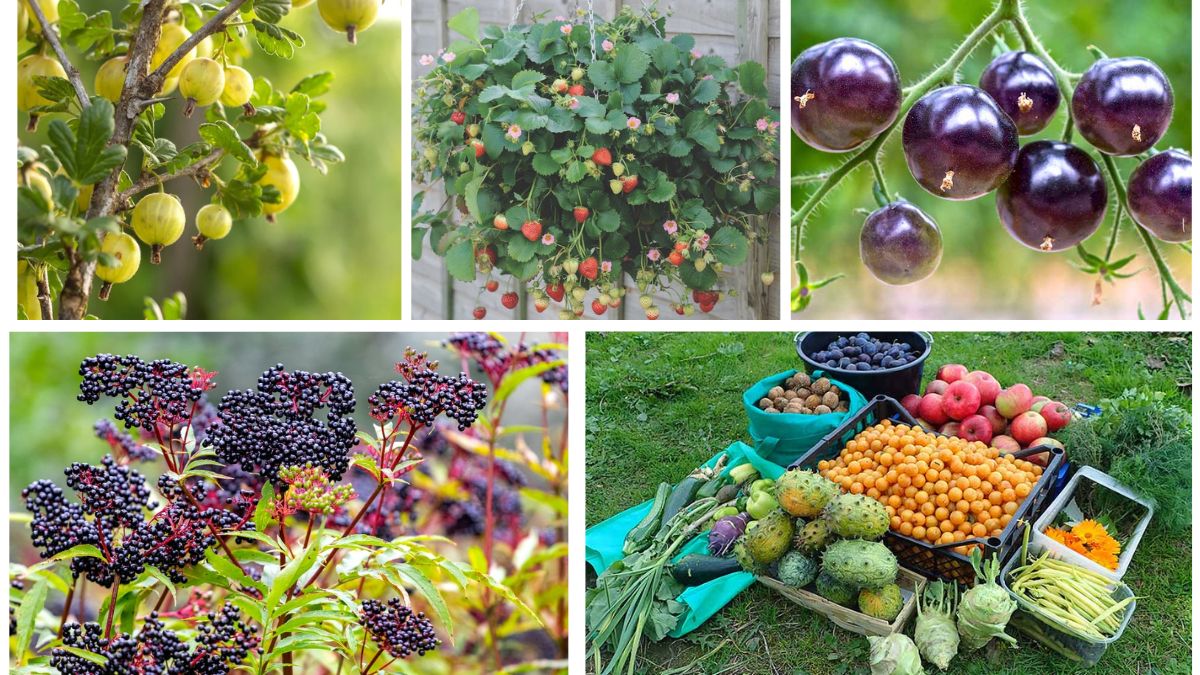 5 Unusual Shrubs That Grow Edible Fruits