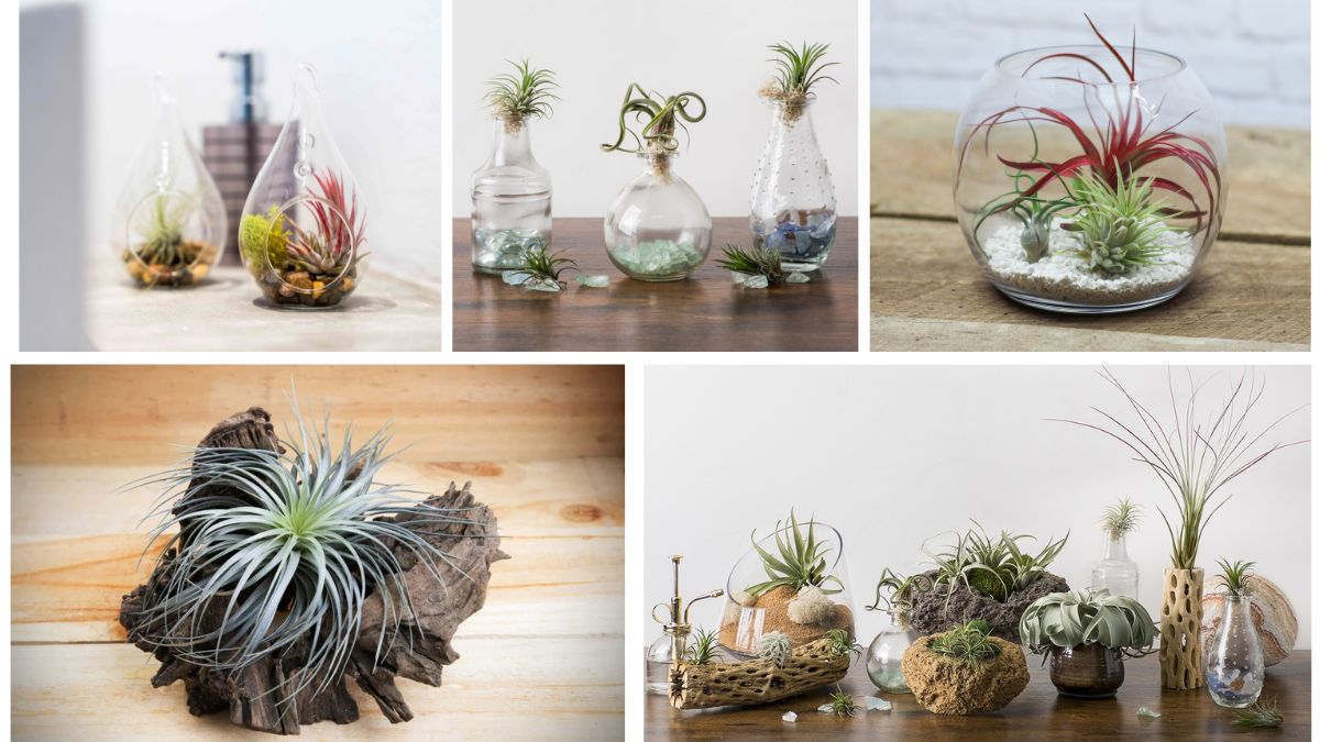 5 Unique Air Plants That Elevate Indoor Decor