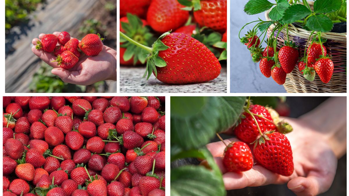 How to Grow Strawberries for Fresh Berries All Season