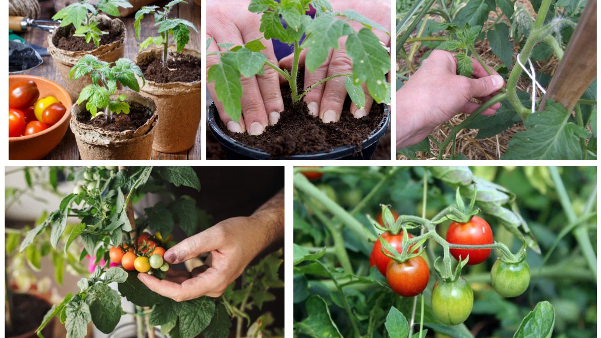 Tomato Plant Care Tips for Heavy Harvests