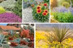 5 Desert Flowering Plants for Dry Gardens