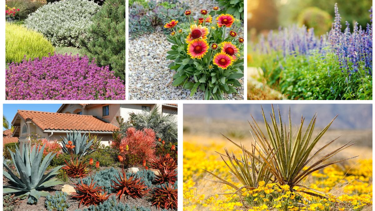 5 Desert Flowering Plants for Dry Gardens