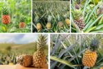 Growing Pineapples from Tops: Fun Tropical Gardening