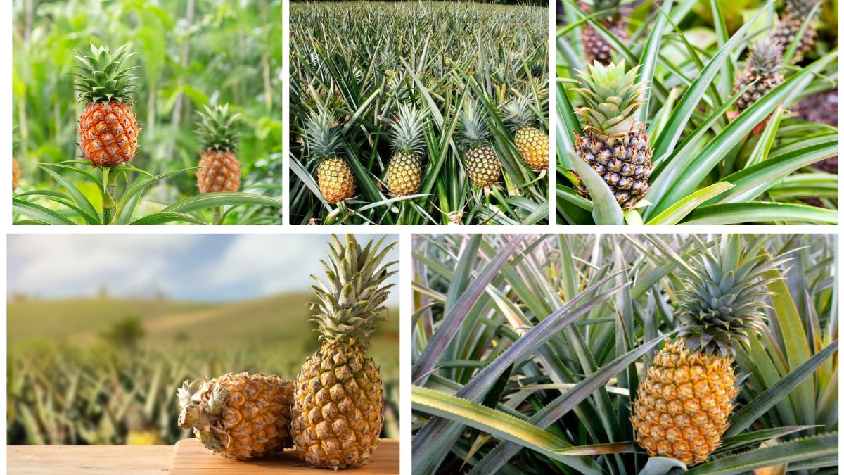 Growing Pineapples from Tops: Fun Tropical Gardening