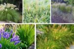 5 Ornamental Grasses to Add Motion to Your Yard