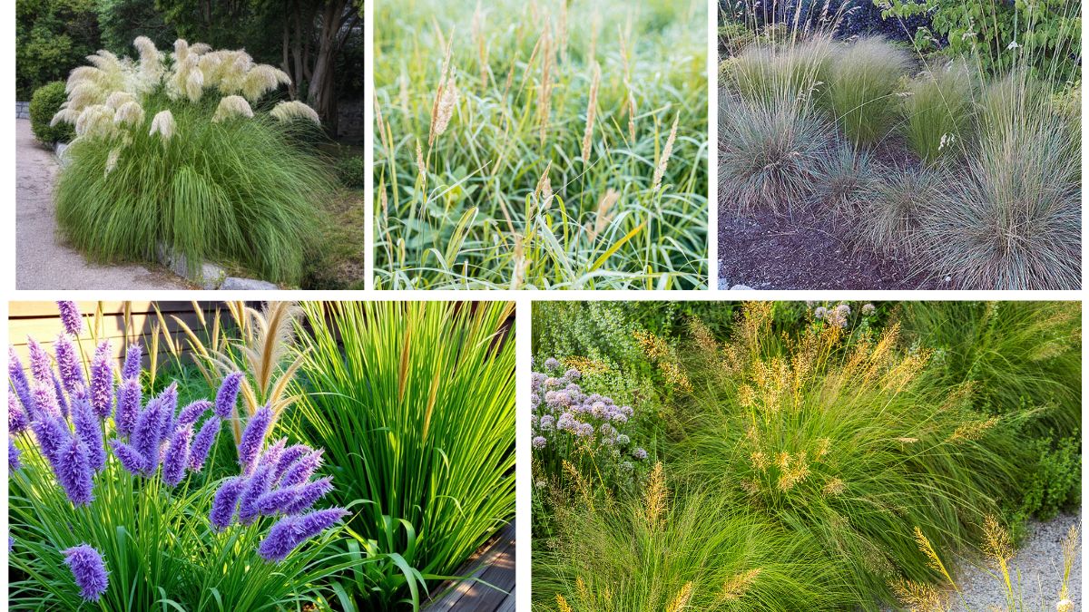 5 Ornamental Grasses to Add Motion to Your Yard