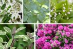 5 Foliage Plants with Aromatic Leaves for Freshness