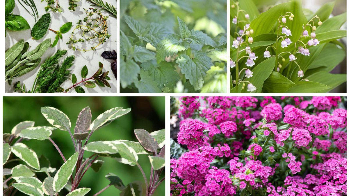 5 Foliage Plants with Aromatic Leaves for Freshness