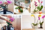 Beginner’s Guide to Indoor Orchid Care