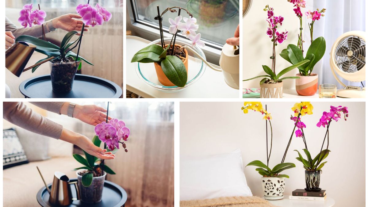 Beginner’s Guide to Indoor Orchid Care