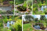 5 Plants Perfect for Backyard Ponds and Water Features
