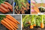 Growing Carrots at Home from Seeds or Tops