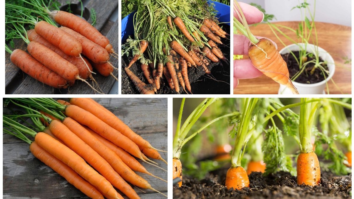 Growing Carrots at Home from Seeds or Tops