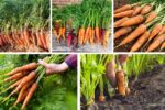 How to Plant Carrots for Sweet and Crunchy Harvests