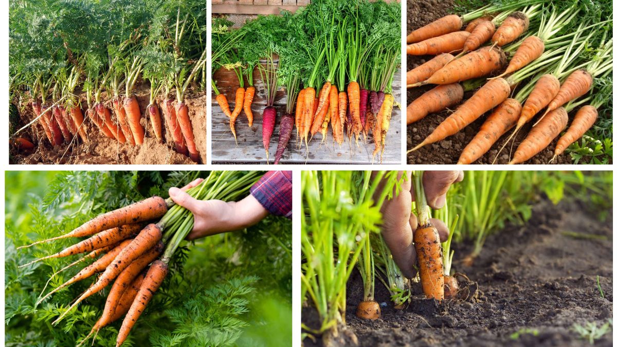 How to Plant Carrots for Sweet and Crunchy Harvests