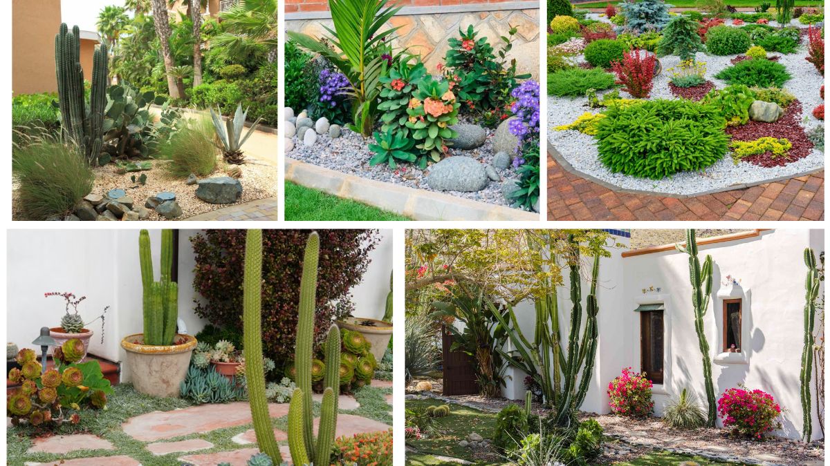 5 Sculptural Plants That Add Desert Charm to Gardens