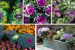 5 Ornamental Cabbages to Brighten Fall Gardens