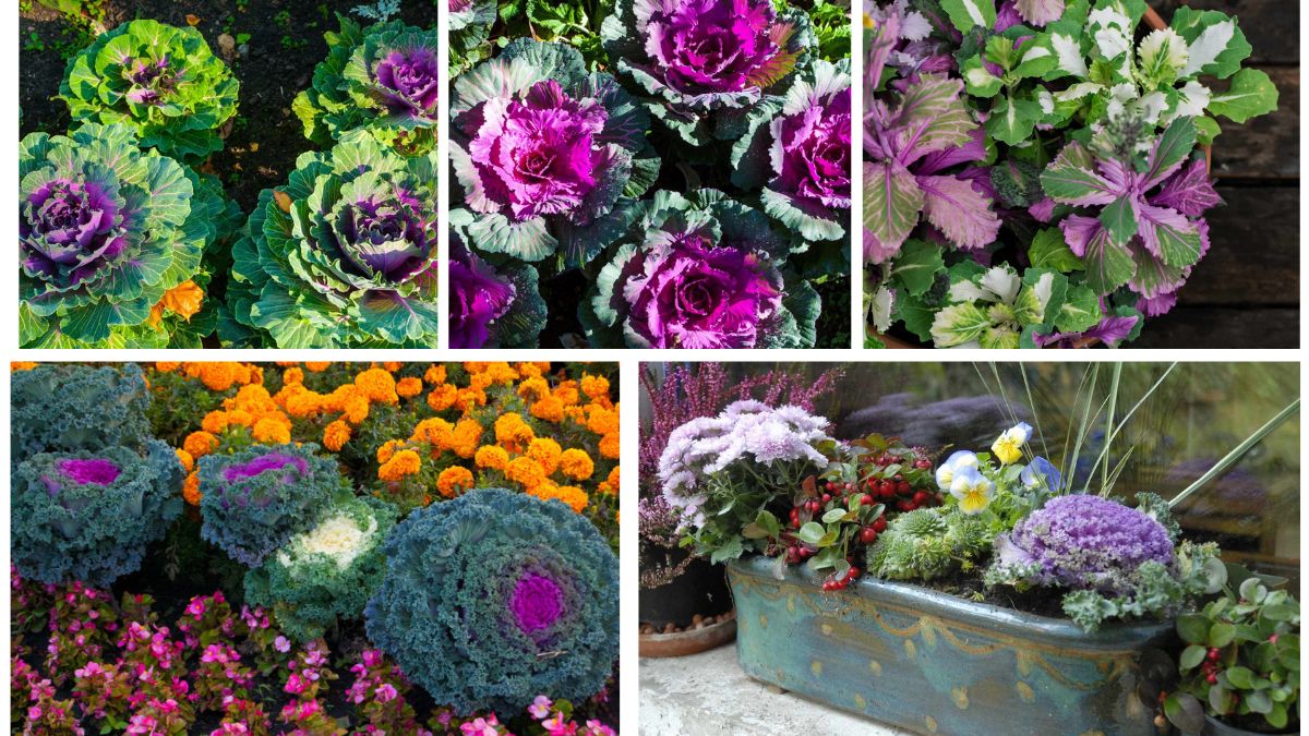 5 Ornamental Cabbages to Brighten Fall Gardens