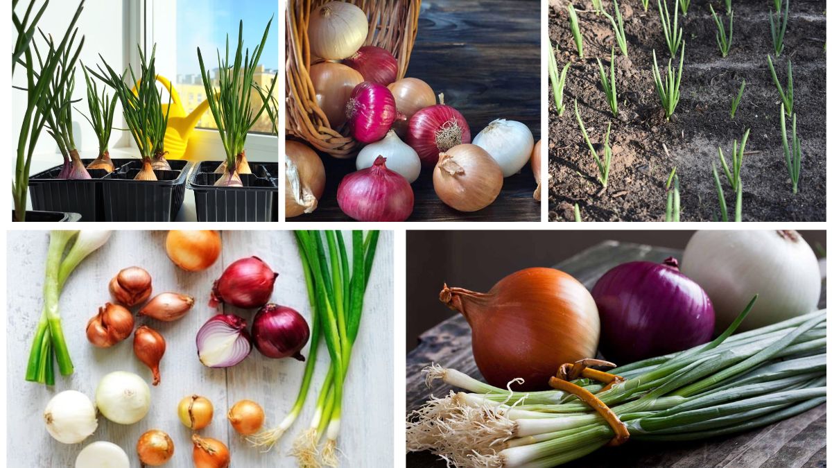 How to Grow Onions Easily at Home