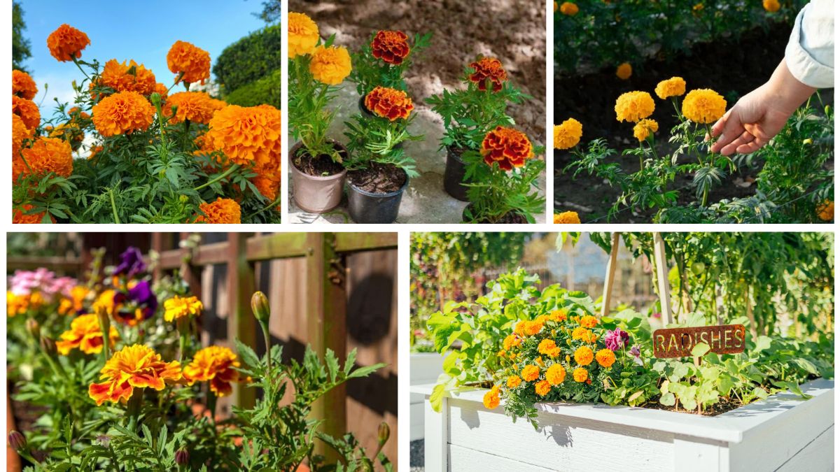 Step-by-Step Guide to Growing Marigolds in Gardens