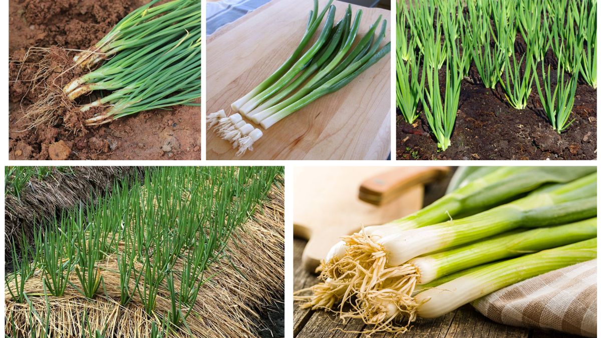 How to Grow Green Onions for a Continuous Supply
