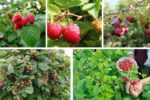 Growing Raspberry Plants in Your Backyard Easily