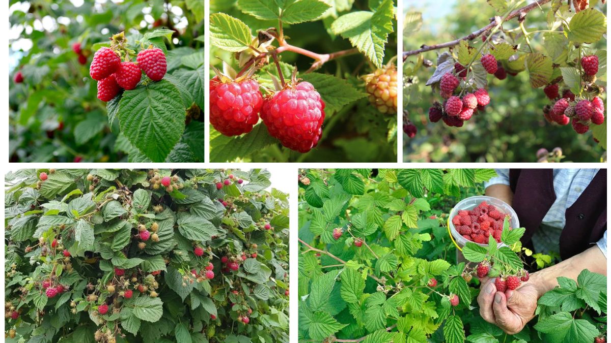 Growing Raspberry Plants in Your Backyard Easily